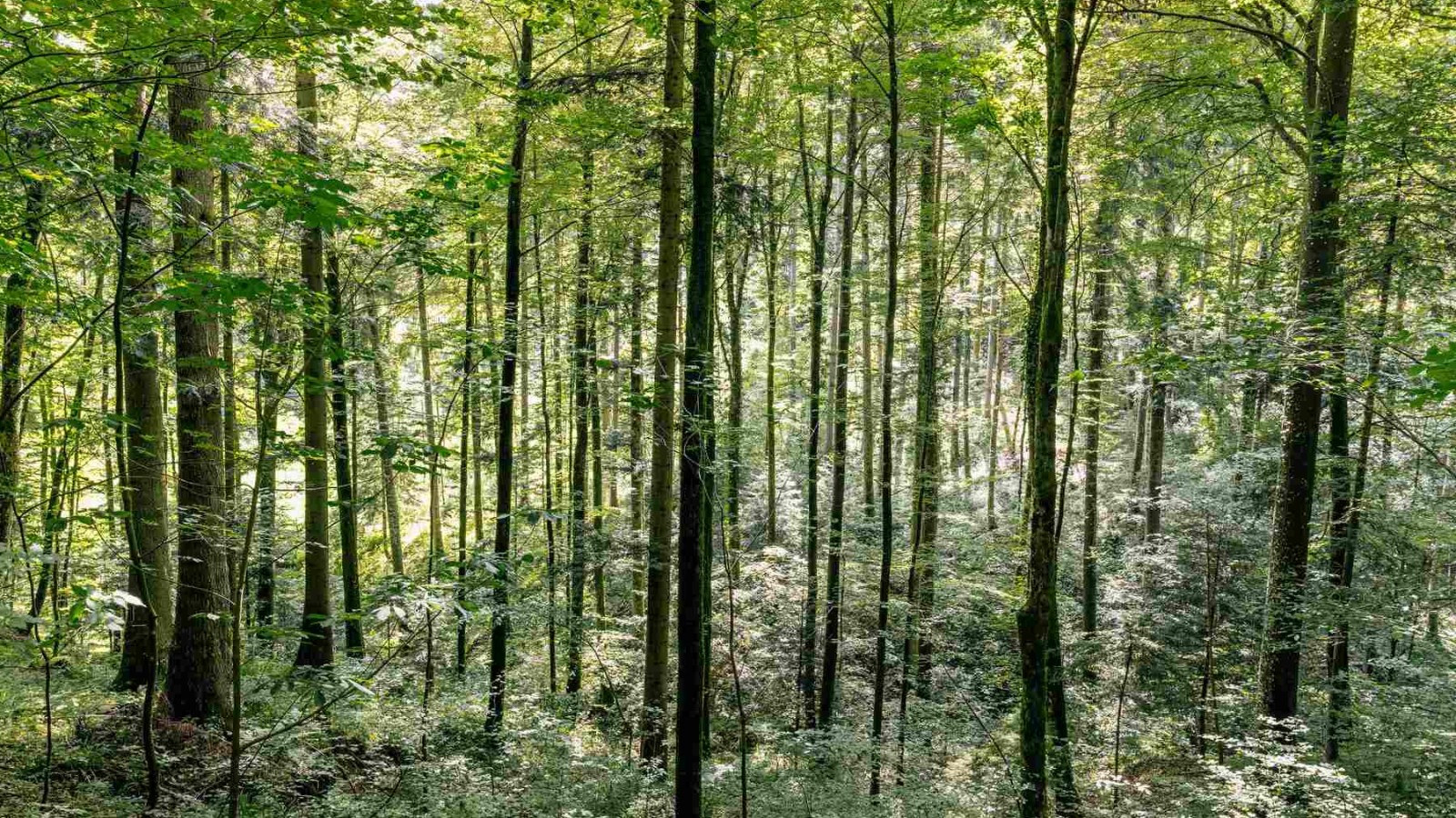 Skog Skog